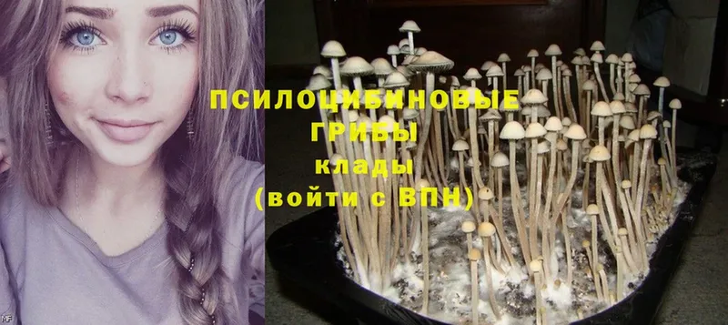 где найти   blacksprut сайт  Псилоцибиновые грибы Magic Shrooms  Высоковск 